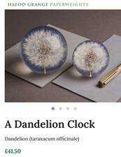 Hafod grange dandelion for sale  BRIGHTON