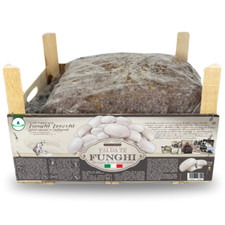 Kit coltivazione funghi usato Kit coltivazione funghi usato  Corato