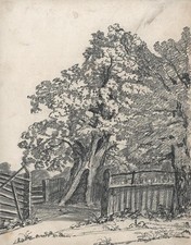 Trees landscape wood for sale  SALISBURY