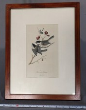 Original john audubon for sale  Tenants Harbor