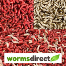 Fresh live maggots for sale  IPSWICH