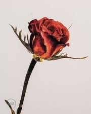 Foto grabada de colección Irving Penn impresión color rosa maravilla Londres 1970 mate 11x13 segunda mano  Embacar hacia Mexico