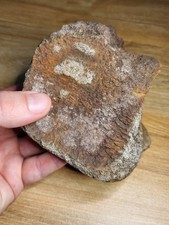 Incredible thick dinosaur for sale  SOLIHULL