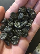 Pyrite ammonites jurassic for sale  LYMINGTON