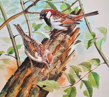 House sparrows tree. for sale  NELSON