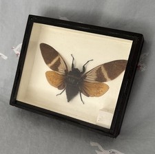 Vintage taxidermy winged for sale  WELLING