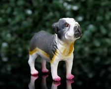 bulls breeding miniature for sale bulls breeding miniature for sale Warren