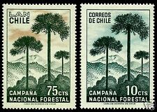 Chile monkey tree d'occasion  Expédié en Belgium