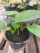 Arum lily plant for sale  LONDON
