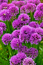 Allium millenium lavender for sale  Lynnwood