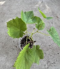 Green grape cutting for sale  Baldwin Park