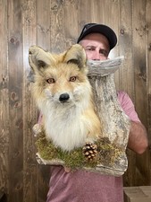 Awesome red fox for sale  Port Matilda