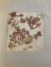 Bel herbier algue d'occasion  Toulouse-