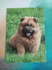Chow chow welpe gebraucht kaufen  Borna