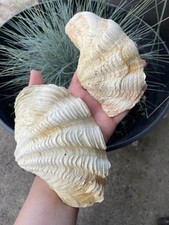 Two white med for sale  Allentown