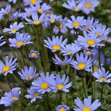 Felicia plug plants for sale  LONDON