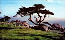 Cartão postal Cypress Sea cena típica golfe milha drive mundo do Capitólio Mike Roberts comprar usado  Enviando para Brazil