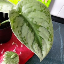 Scindapsus pictus efeutute gebraucht kaufen  Bückeburg