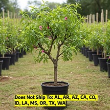 Peach tree 3gal for sale  Vero Beach