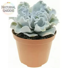 Echeveria crispate beauty for sale  Denver