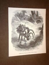 Gravure année 1872 usato  Villarosa