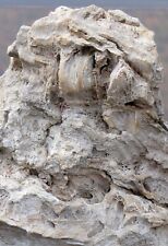 Texas petrified wood for sale  Adger