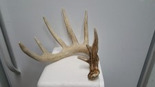 Whitetail deer antler for sale  Florence