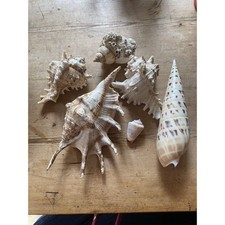 Collection assorted seashells for sale  TADLEY
