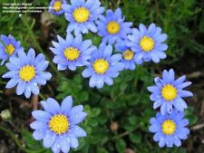 Felicia blue daisy for sale  Camarillo