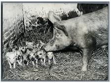 Verlincthun truie eugène d'occasion Verlincthun truie eugène d'occasion  Pagny-sur-Moselle