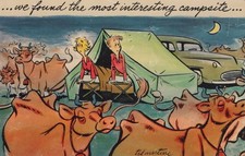 Cartão de humor novidade - Local de acampamento - Casal em tenda com vacas - Não usado/não publicado comprar usado  Enviando para Brazil