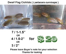 Dwarf flag cichlid for sale  Wimauma