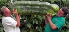 Semi cetriolo gigante usato  Trappeto