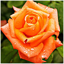 Remember hybrid tea for sale  NEWTOWNARDS