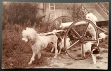 Cpa chiens savants d'occasion  Pringy