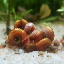 Multicolor ramshorn snails for sale  Toddville