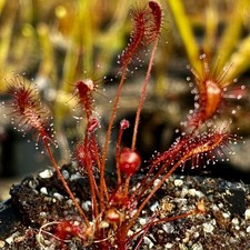 Carnivorous drosera affinis for sale Carnivorous drosera affinis for sale  GLASTONBURY
