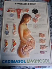 Anatomical chart company usato  Pieve di Cento
