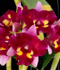 plants orchid blooming for sale  Boynton Beach