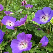 Geranium rozanne perennial for sale  UK