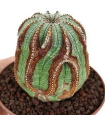 Euphorbia obesa baseball usato  Napoli