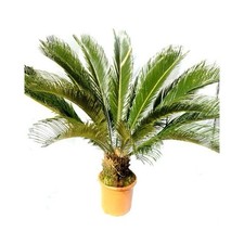 cycas circinalis usato cycas circinalis usato Casapesenna