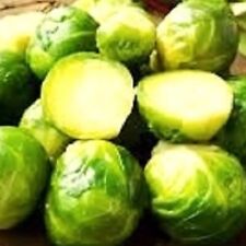 Long island brussels for sale  Minneapolis