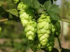 Humulus lupulus luppolo usato  Torino