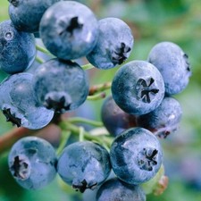 Blueberry jersey bush for sale  SOUTHAMPTON