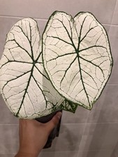 Kaladium white lover gebraucht kaufen  Ingolstadt