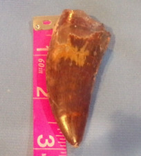 Awesome dinosaur theropod for sale  Kansas City