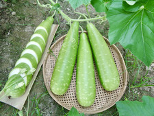 Big bottle gourd for sale  Bronx