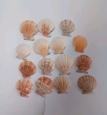 Scallop shells 3.2 for sale  BURY ST. EDMUNDS