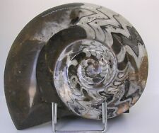 Fossile goniatite 4.5 usato  Marsala